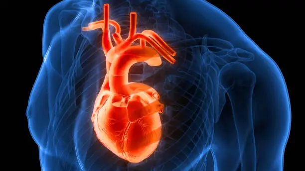 Photo of Human Circulatory System Heart Anatomy