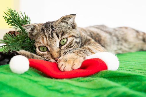 A green-eyed tabby cat lies on a colored blanket and plays with a red Santa hat. Cute pet nibbles Christmas decor