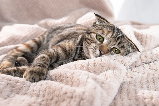 One striped sad cat with green eyes lies at home on a soft blanket with frightened eyes and flattened ears. Pet disease