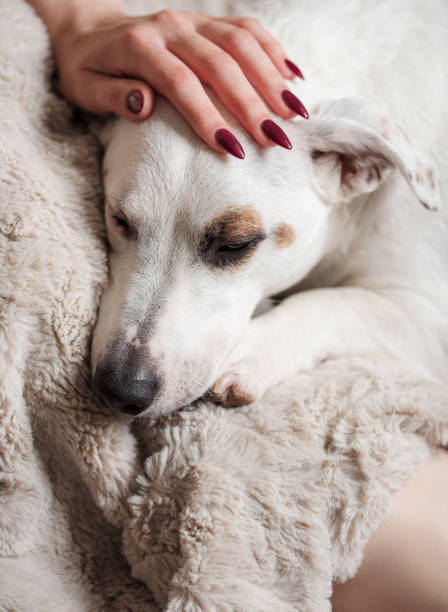 istock Woman hand touching a cute relaxed jack russell dog 1432432861
