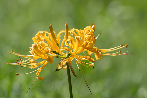 yellow cluster amaryllis