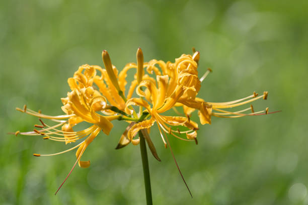yellow cluster amaryllis yellow cluster amaryllis red spider lily stock pictures, royalty-free photos & images