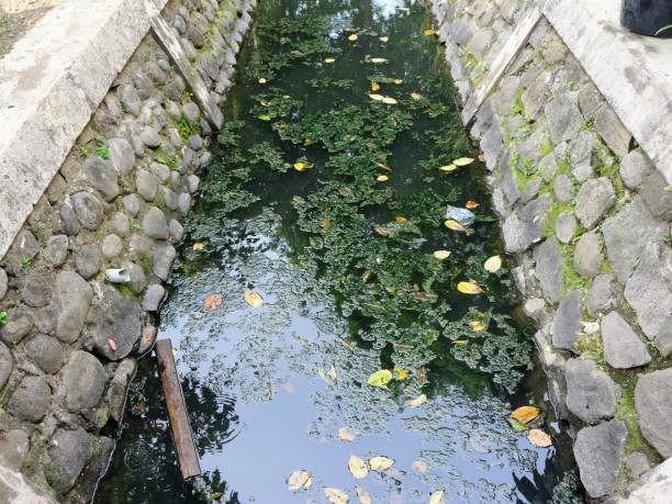 istock Dirty river by algae, moss, and organic wastes. 1432433515