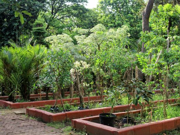 istock Plant nursery center in Surabaya, East Java, Indonesia. 1432433520