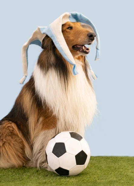 istock collie dog with light blue and white harlequin hat 1432433812