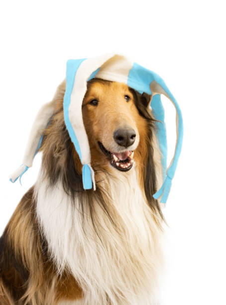 istock collie dog with light blue and white harlequin hat 1432433956