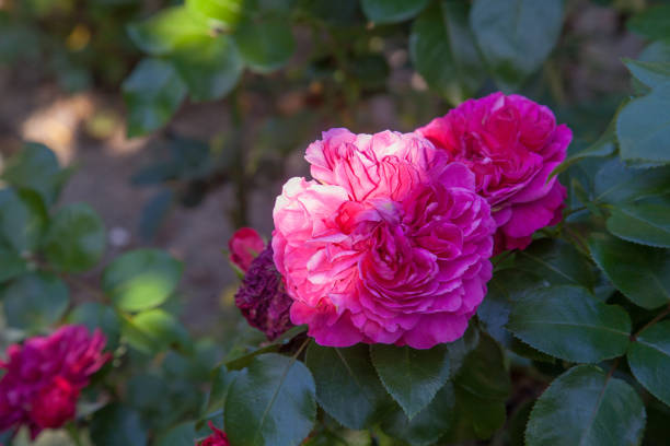 istock Beautiful rose bush growing in the garden 1432435485