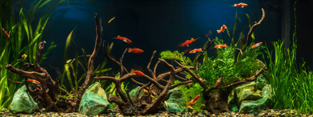 freshwater aquarium with snags, green stones, tropical fish and water plants. - hobbies freshwater fish underwater panoramic imagens e fotografias de stock