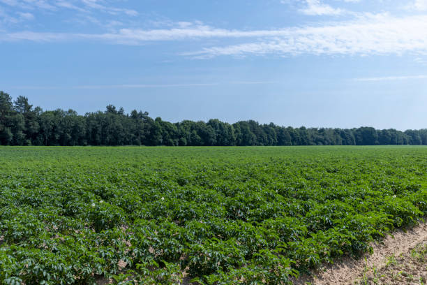 istock An agricultural field where green potatoes grow 1432437390