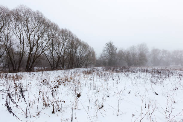 冬季の雪と氷に覆われた沼地 - unfrozen ストックフォトと画像