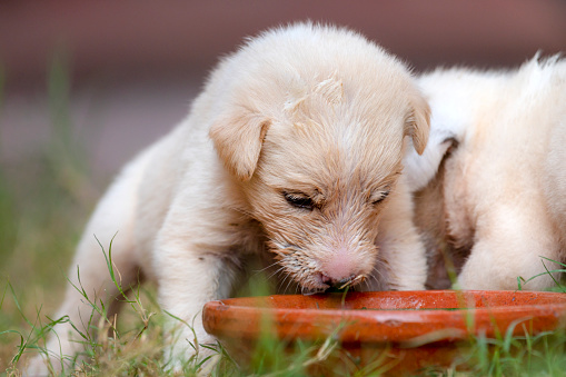 pair of cute puppies, puppy in  closeup, playing puppies of dog , puppies of afghan kuchi dogs, The Kuchi Dog, also known as the Afghan Shepherd, is an Afghan livestock guardian dog
