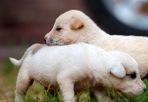 pair of cute puppies, puppy in  closeup, playing puppies of dog , puppies of afghan kuchi dogs, The Kuchi Dog, also known as the Afghan Shepherd, is an Afghan livestock guardian dog