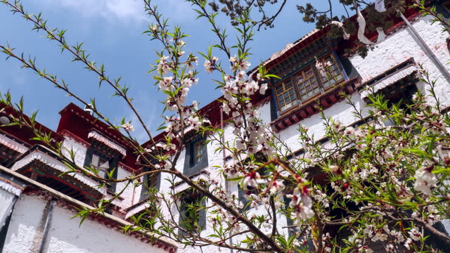 Peach Blossoms in Tibetan Buddhism