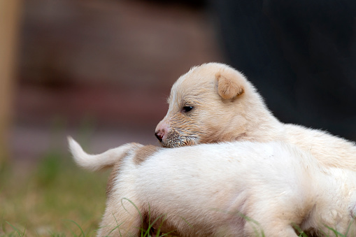 pair of cute puppies, puppy in  closeup, playing puppies of dog , puppies of afghan kuchi dogs, The Kuchi Dog, also known as the Afghan Shepherd, is an Afghan livestock guardian dog