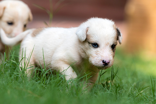 pair of cute puppies, puppy in  closeup, playing puppies of dog , puppies of afghan kuchi dogs, The Kuchi Dog, also known as the Afghan Shepherd, is an Afghan livestock guardian dog