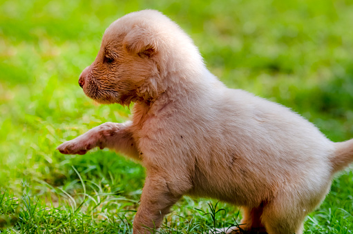 pair of cute puppies, puppy in  closeup, playing puppies of dog , puppies of afghan kuchi dogs, The Kuchi Dog, also known as the Afghan Shepherd, is an Afghan livestock guardian dog