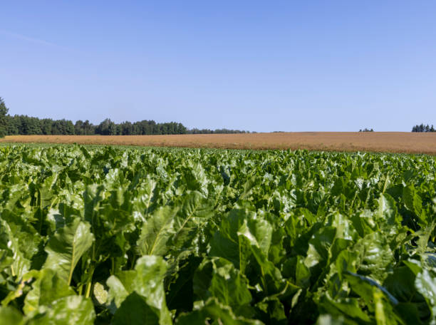 istock Growing beets in an agricultural field 1432439113