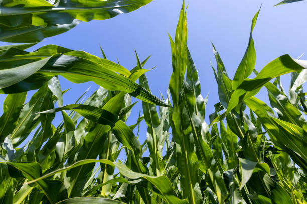 istock Green corn bushes in the field 1432439148