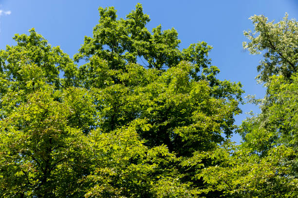 istock Trees growing in the forest in the summer 1432439177