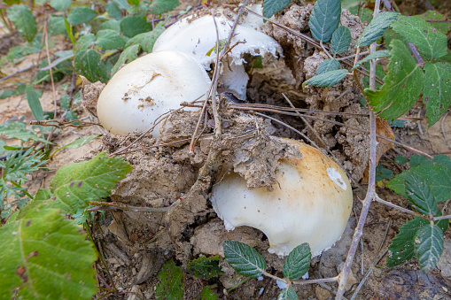 Amanita ovoidea mushrooms, low angle view in a side of a dirt road, the mushroom opened the ground.