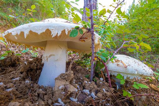 Amanita ovoidea mushrooms, low angle view in a side of a dirt road, the mushroom opened the ground.