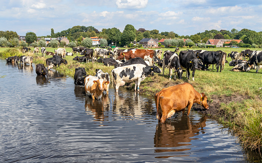 Swimming cows, cooling down and drinking in the river, bathing on a summer afternoon