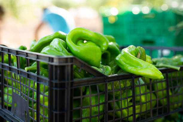 istock Crate full of green bell pepper 1432442568