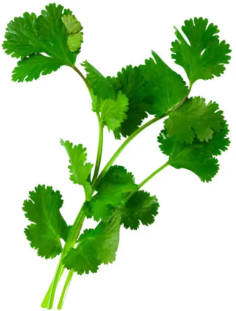 Photo of Fresh cilantro herbs on white background