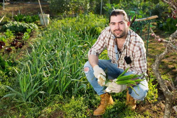 istock Gardener harvesting onions from the garden 1432443235