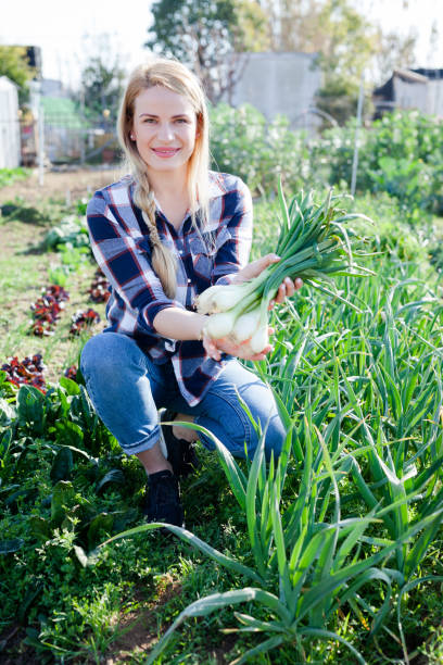 istock Woman farmer with onions harvest 1432443284
