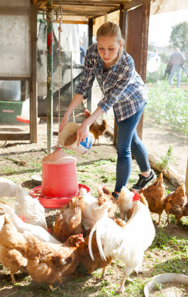 istock Smiling girl farmer feeding chicken from bucket with seed 1432443294