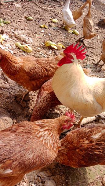 istock Gallus gallus domesticus 1432443430