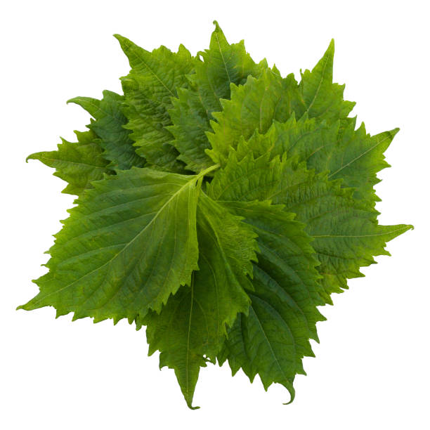 istock Fresh Green Shiso or Oba leaf isolated on a white background. 1432445097