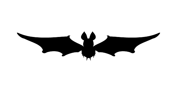 Close-up of  flying bat silhouette, isolated on white.