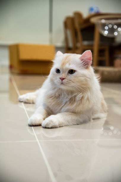 istock Odd-eyed cat, white  lying down on the floor 1432446234