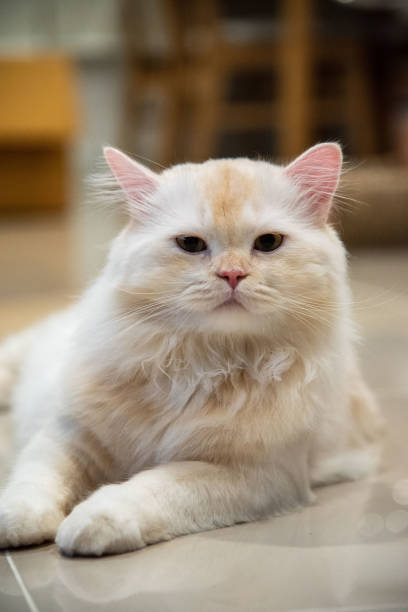istock Odd-eyed cat, white  lying down on the floor 1432446236