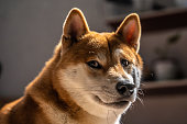 hund-haustiere-lustiges-meme.jpg?b=1&s=170x170&k=20&c=VCt2EqReMzNIkUyALbiAl3n3JfXrT9A4Ua5KY8eMTYs=