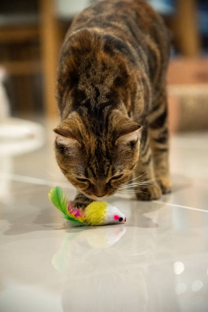 istock baby cat playing cat toy on tile floor 1432446702