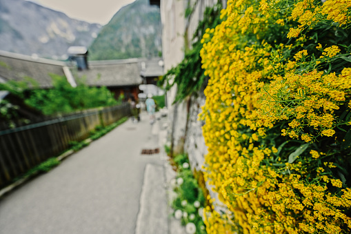 Alyssum basket of gold,  yellow flowers on wall in Hallstatt, Austria.