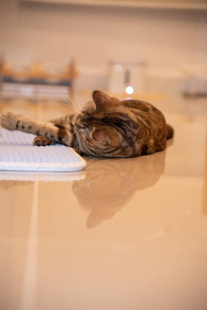 istock baby cat playing cat toy on tile floor 1432447581