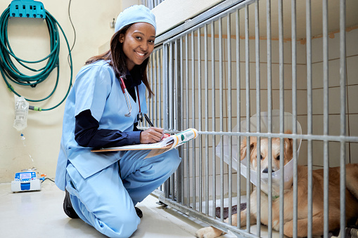 A young African female veterinarian nurse wearing blue scrubs is checking up on a injured dog who spent the night at the vet clinic
