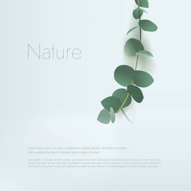 ilustrações de stock, clip art, desenhos animados e ícones de vector green eucalyptus leaves - folha-de-eucalipto