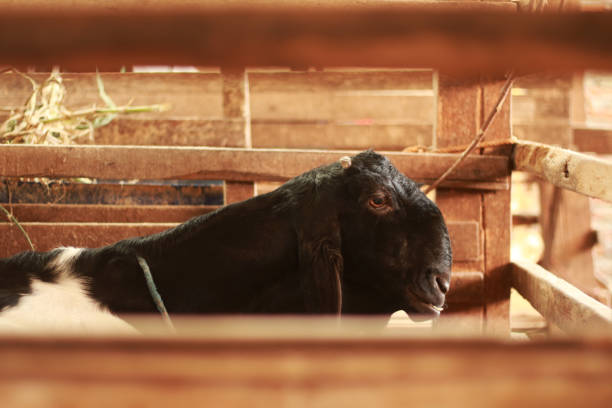 istock Goat in the cage is slepping. 1432452315