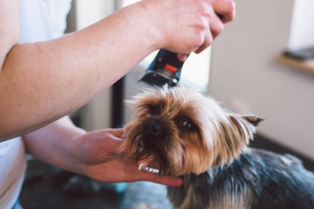 istock dog grooming saloon 1432452434
