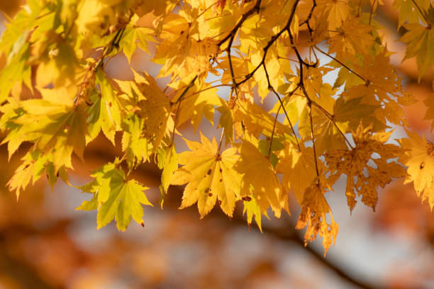 Autumn leaves that turn yellow
