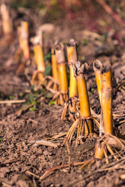 istock Cut corn stalks on a corn field in southern Hesse, Germany 1432452962