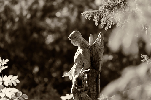 Weathered old angel statue in a cemetery – sepia toned image