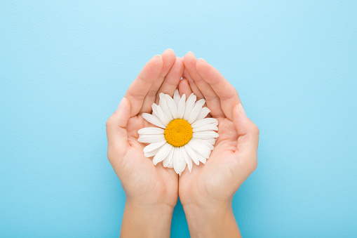 Big beautiful fresh white daisy flower on young adult woman palms on light blue table background. Pastel color. Closeup. Point of view shot. Top down view.