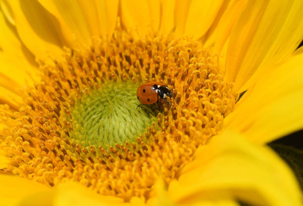 Closeup of a Sunflower.