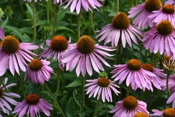 istock Roter Sonnenhut, Echinacea, purpurea 1432455902